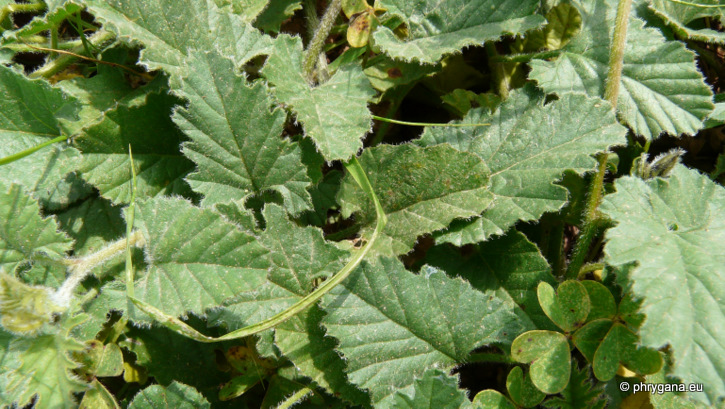 Convolvulus althaeoides L.