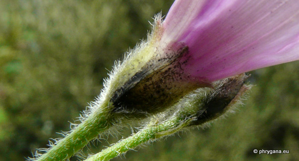 Convolvulus althaeoides L.