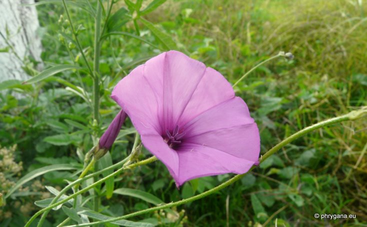 Convolvulus althaeoides L.