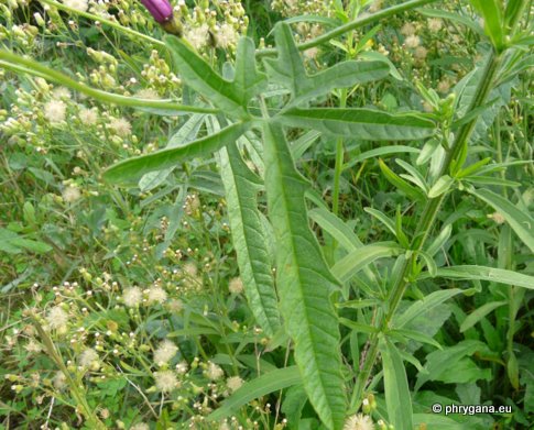 Convolvulus althaeoides L.