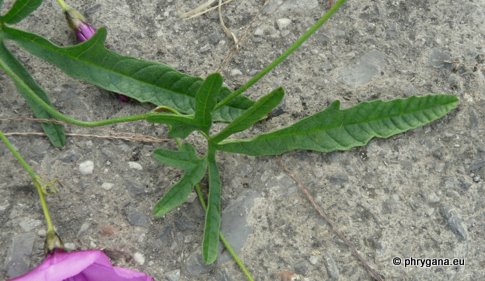 Convolvulus althaeoides L.