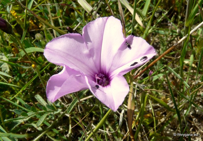 Convolvulus althaeoides L.