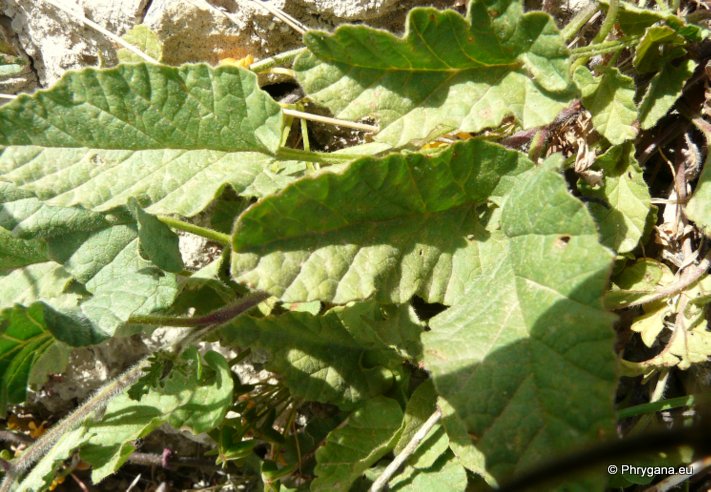 Convolvulus althaeoides L.