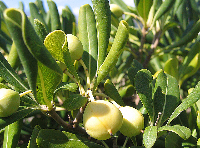 Pittosporum tobira (THUNB.) W. T. AITON