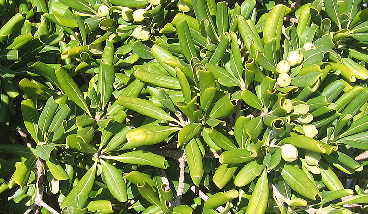 Pittosporum tobira (THUNB.) W. T. AITON