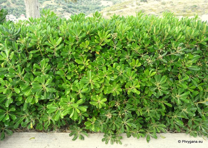 Pittosporum tobira (THUNB.) W. T. AITON